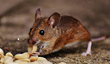 24 Hour & Emergency Exterminators in Cherryville, NC